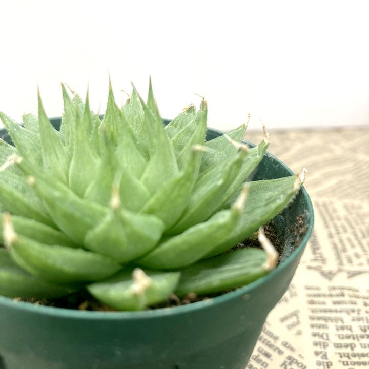 ハオルチア　連絡用 ハオルチア 2.5号 wimii hybrid.Wmv-1［1-07］｜観葉02-D2 | 観葉