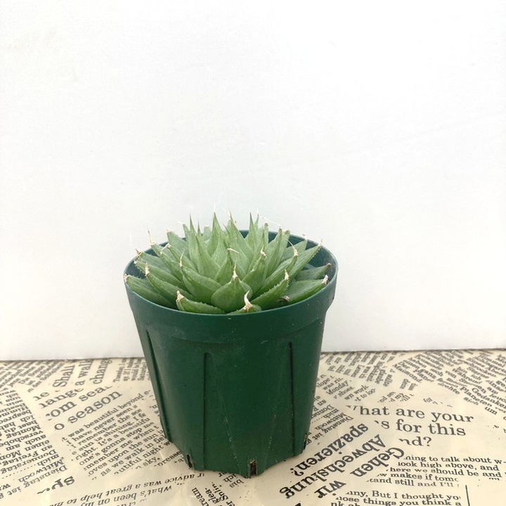 ハオルチア 2.5号 Sp.aff.Dekenanii［3-09］｜観葉02-D2 | 観葉・多肉