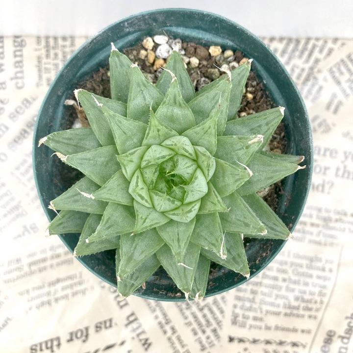 ハオルチア　連絡用 植え替えるの忘れてました Haworthia fumosa n.n., IB11254, Turnoff
