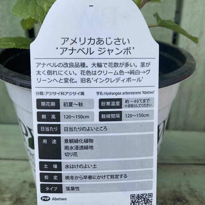 アメリカあじさい アナベル ジャンボ 5号｜花木04-PA | 花木・庭木