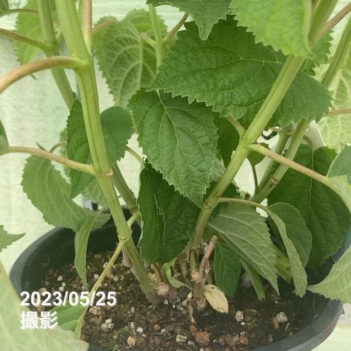 アメリカあじさい アナベル ジャンボ 5号｜花木04-PA | 花木・庭木