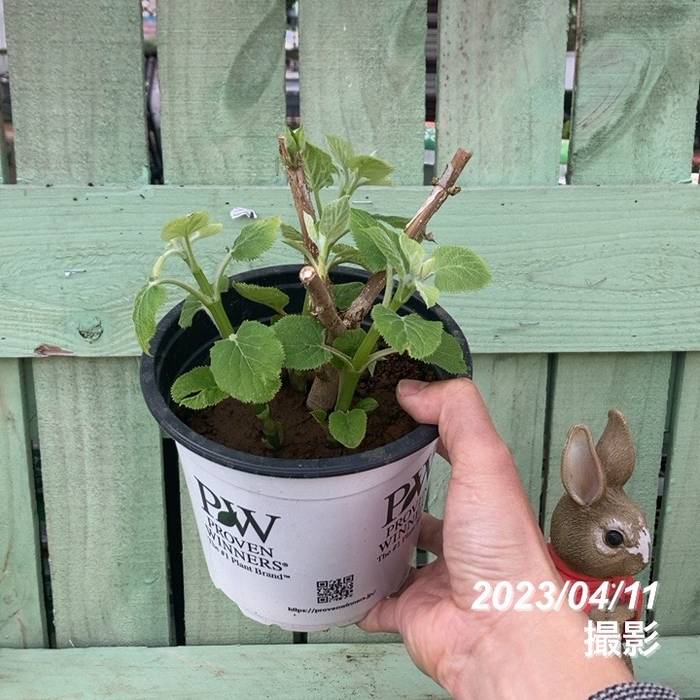 アメリカあじさい アナベル ジャンボ 5号｜花木04-PA | 花木・庭木