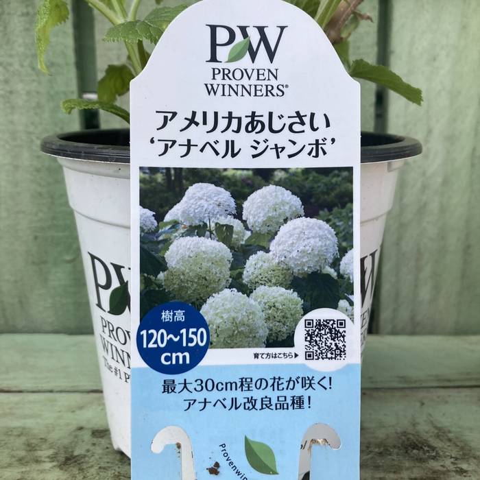 アメリカあじさい アナベル ジャンボ 5号｜花木04-PA | 花木・庭木
