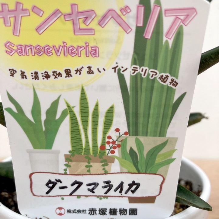 期間限定10％OFF！】サンスベリア 4号 ダークマライカ 白陶器鉢仕様