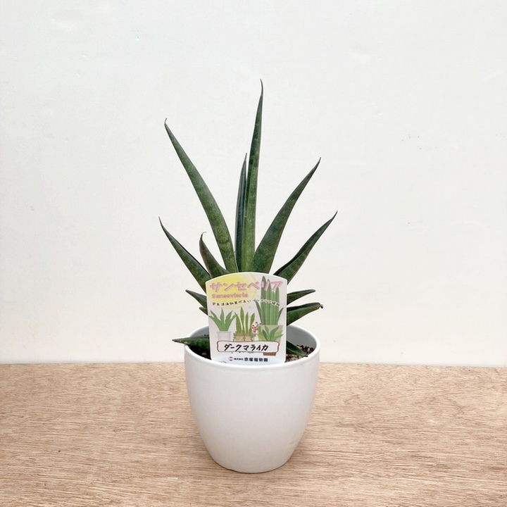 期間限定10％OFF！】サンスベリア 4号 ダークマライカ 白陶器鉢仕様