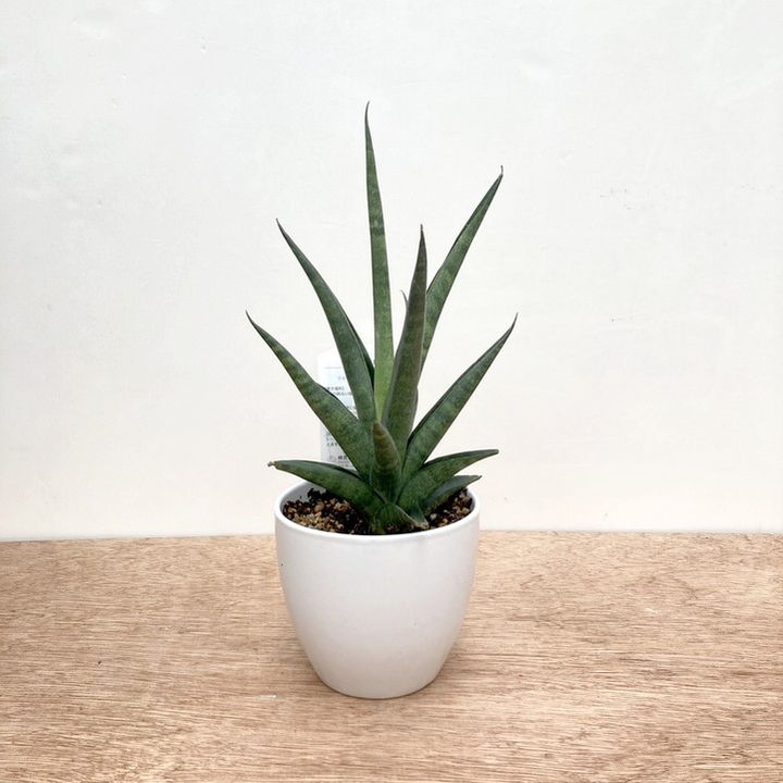期間限定10％OFF！】サンスベリア 4号 ダークマライカ 白陶器鉢仕様
