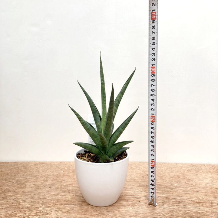 サンスベリア　ゼラニカ白鉢付き　130センチ前後　写真の様な商品　10号陶器 サンスベリア ゼラニカ白鉢付き 130センチ前後 写真の様な商品 10号陶器