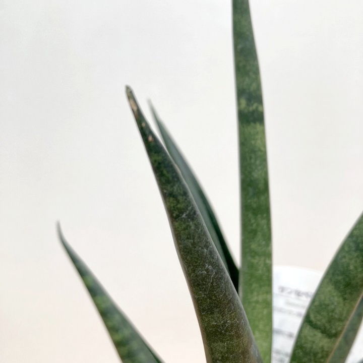 期間限定10％OFF！】サンスベリア 4号 ダークマライカ 白陶器鉢仕様