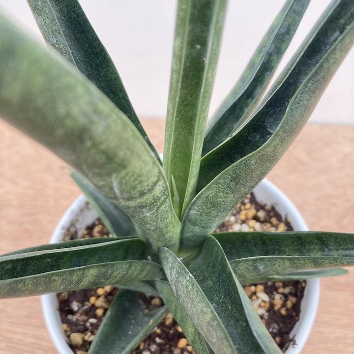 サンスベリア 4号 ダークマライカ 白陶器鉢仕様｜観葉02-D2 | 観葉
