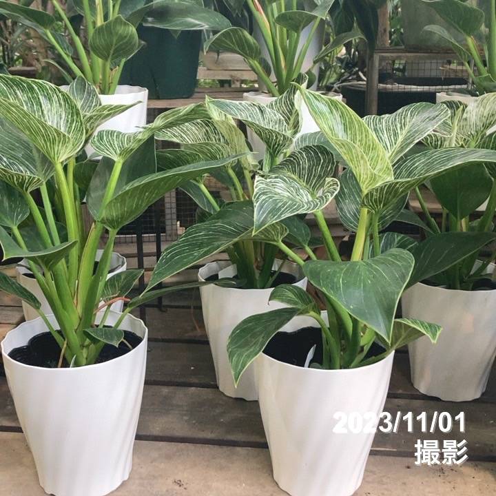 フィロデンドロン バーキン 5号｜観葉04-PA | 観葉・多肉