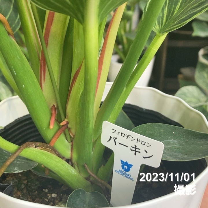 レア 超特大 フィロデンドロン 先祖返り バーキン ロジョコンゴ