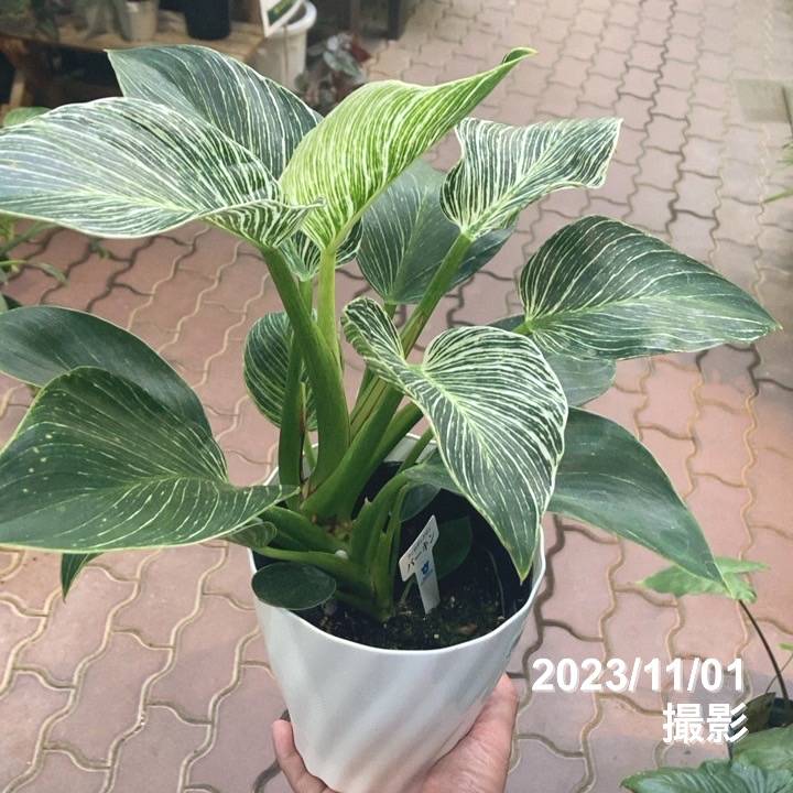 フィロデンドロン バーキン 5号｜観葉04-PA | 観葉・多肉