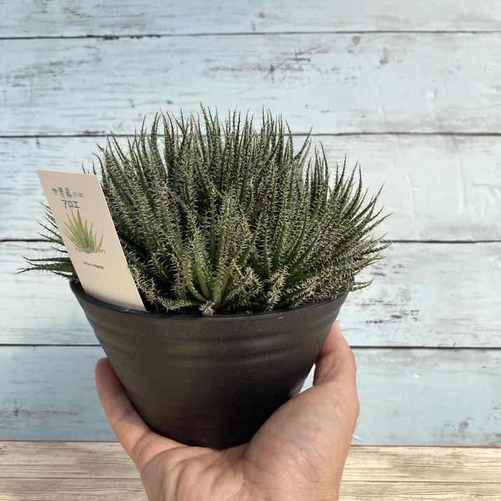 極小アロエ!アロエ・ハオルチオイデス 5号|観葉01-D1 | □キーワード 極小アロエ!アロエ・ハオルチオイデス 5号|観葉01-D1 | □キーワード