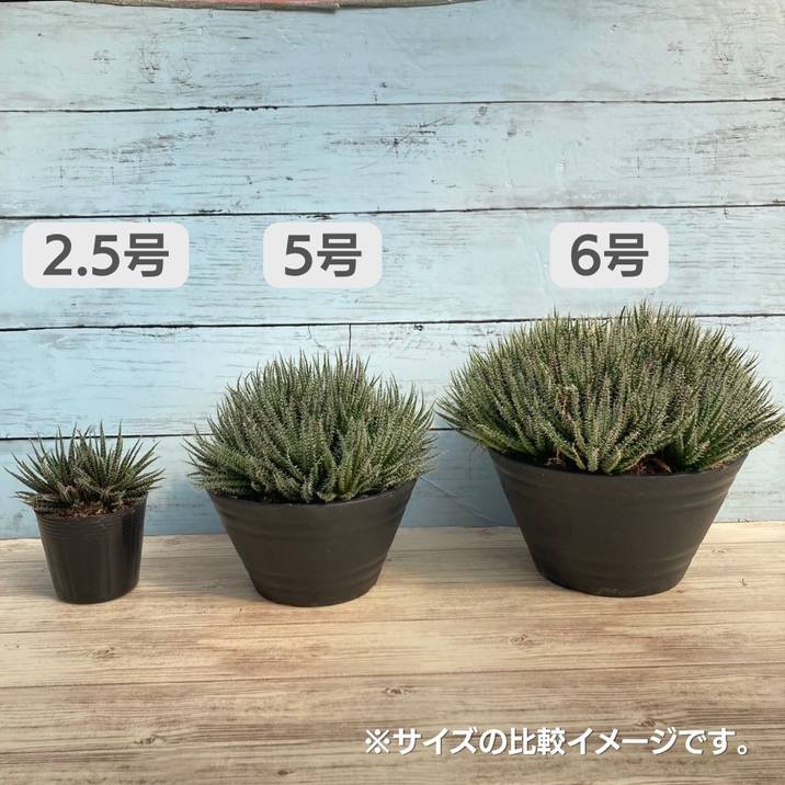 極小アロエ！アロエ・ハオルチオイデス 5号｜観葉01-D1 | □キーワード