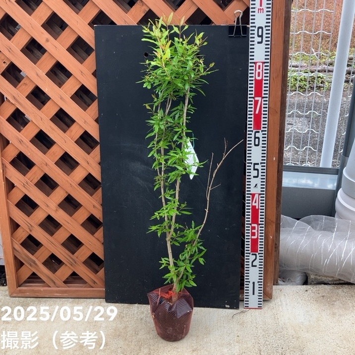 カリフォルニア大実ザクロの木 182cm カリフォルニア大実ザクロの木 182cm