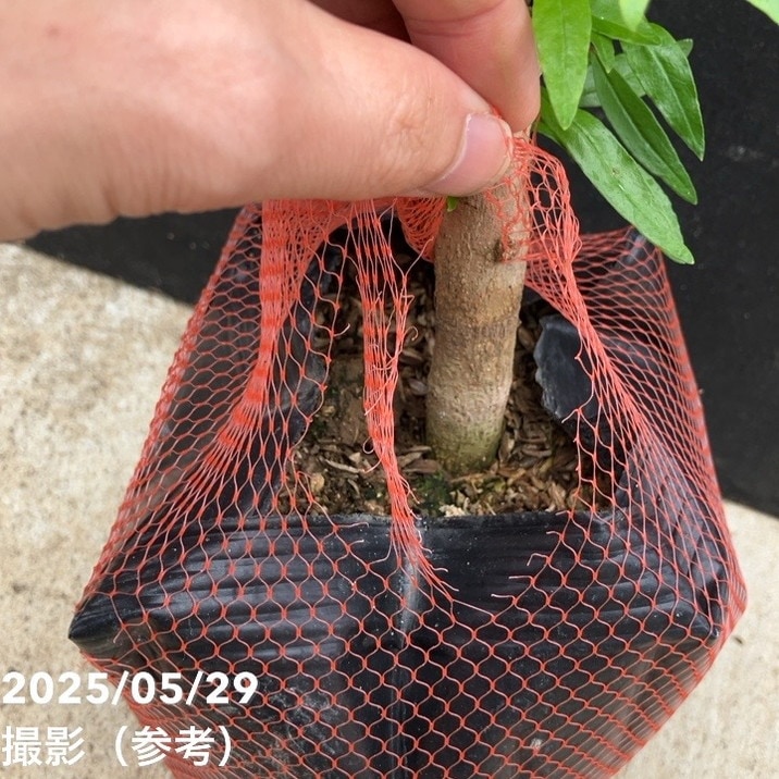 大実カリフォルニアザクロ 5号ポット｜果樹04-PA | 果樹,[珍しい果樹