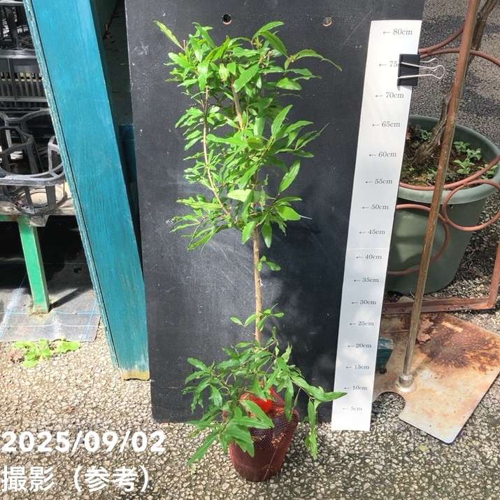 大実カリフォルニアザクロ 5号ポット｜果樹04-PA | 果樹,[珍しい果樹