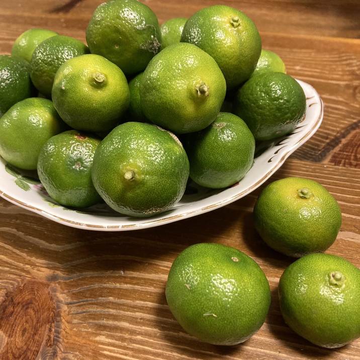 シークワーサー 4号ロングポット 1年生苗｜柑橘｜果樹04-PA | 果樹