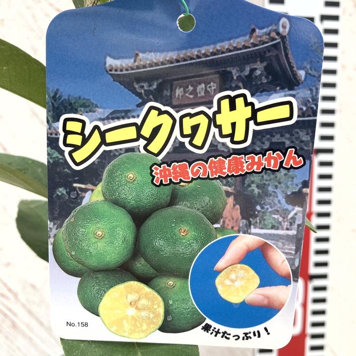 シークワーサー 4号ロングポット 1年生苗｜柑橘｜果樹04-PA | 果樹