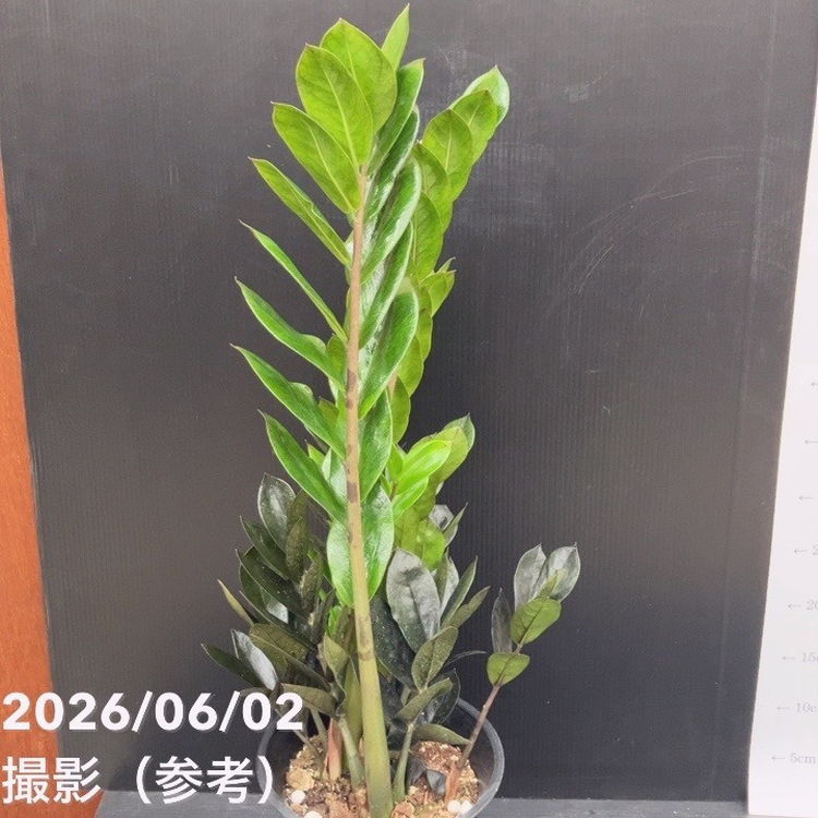 ザミオクルカス レイヴン 5号｜観葉10-TU | □キーワードから探す