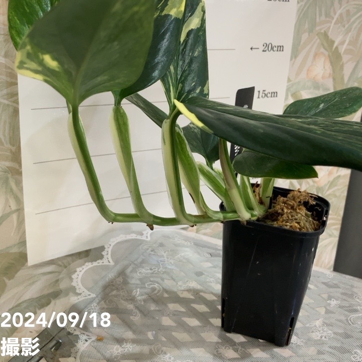 現品お届け】モンステラ スタンデリアナ バリエガータ Monstera