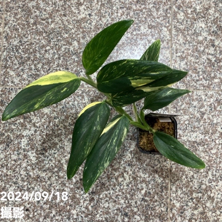 【現品】モンステラ・バリエガータ　8号鉢　斑入りモンステラ　E番 現品お届け】モンステラ アダンソニー バリエガータ 5号ロング