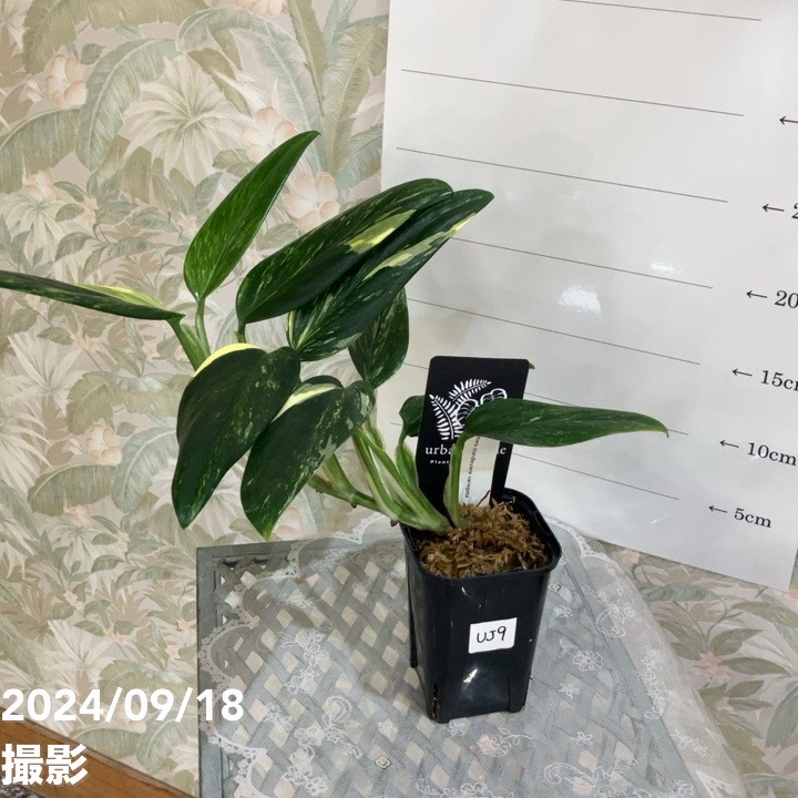 現品お届け】モンステラ スタンデリアナ バリエガータ Monstera