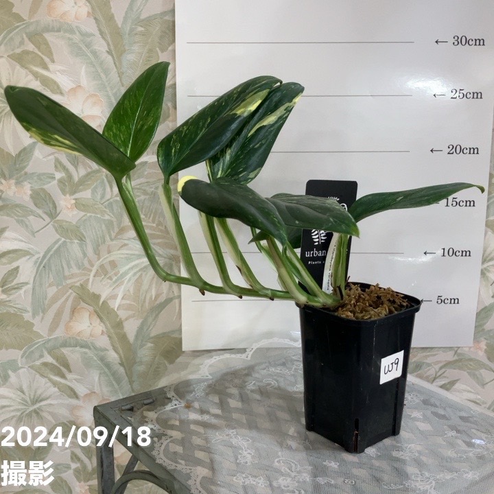 超希少❗️斑入り❗️モンステラ　スタンデリアナ　バリエガータ✨ 現品お届け】モンステラ スタンデリアナ バリエガータ Monstera