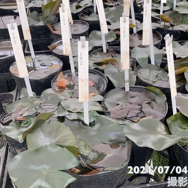 数量限定】夜咲き熱帯スイレン 4号 アンタレス｜草花01-D1 | 草花,熱帯