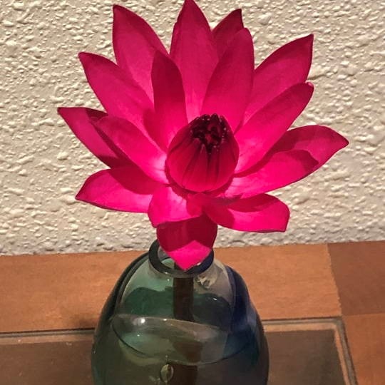 数量限定】夜咲き熱帯スイレン 4号 アンタレス｜草花01-D1 | 草花,熱帯