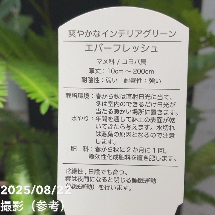 ネムノキ エバーフレッシュ 5号｜観葉04-PA | 観葉・多肉 | 赤塚