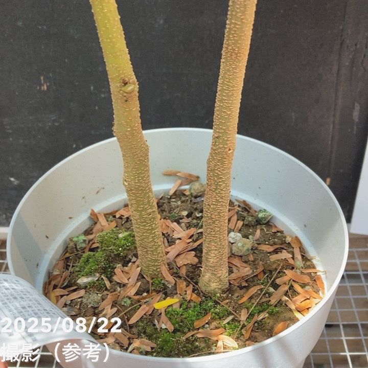 ネムノキ エバーフレッシュ 5号｜観葉04-PA | 観葉・多肉 | 赤塚
