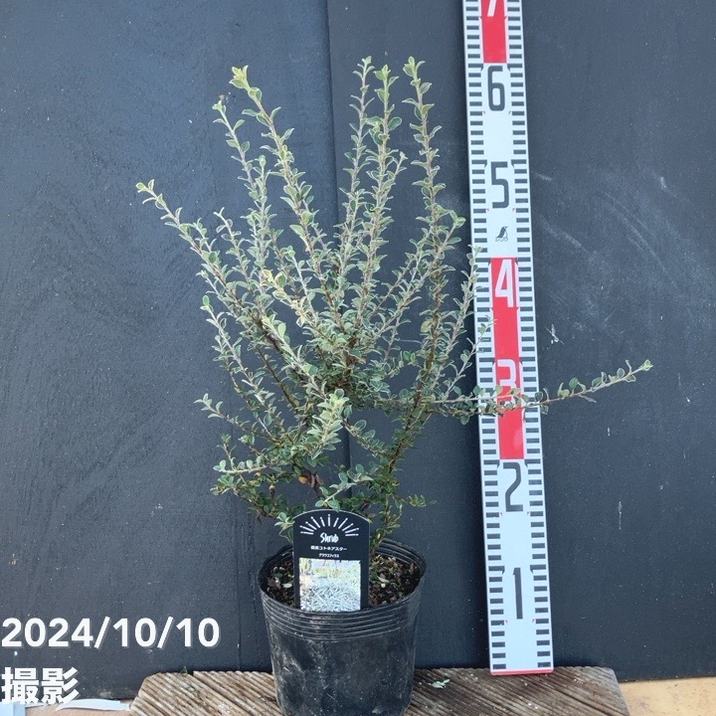 銀葉コトネアスター グラウコフィラス 5号｜花木04-PA | すべての商品