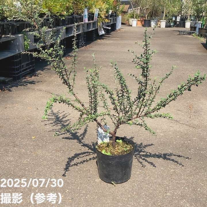 銀葉コトネアスター グラウコフィラス 5号｜花木04-PA | すべての商品