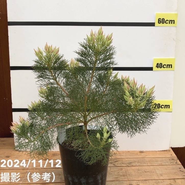 現品お届け】セルリア プリティインピンク（プリティピンク）7号大株