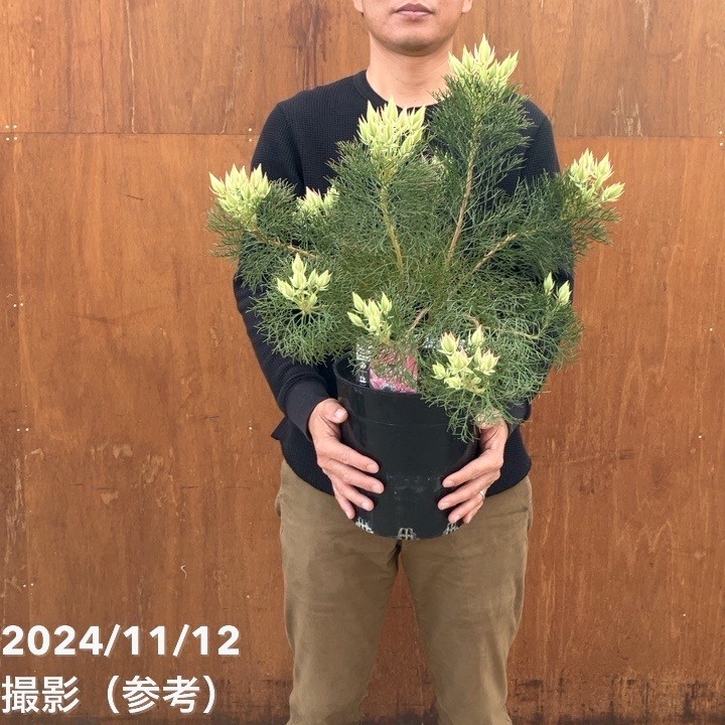 現品お届け】セルリア プリティインピンク（プリティピンク）7号大株