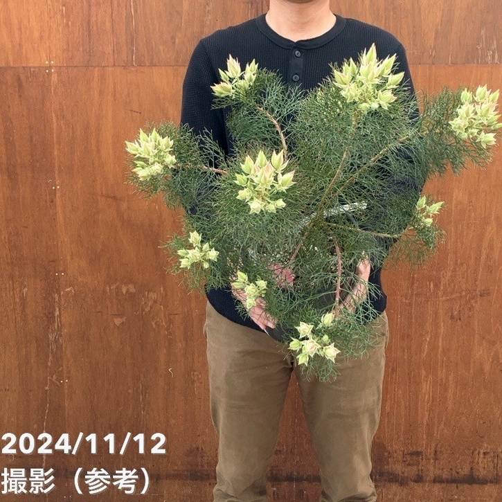 現品お届け】セルリア プリティインピンク（プリティピンク）7号大株