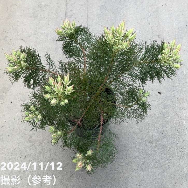 現品お届け】セルリア プリティインピンク（プリティピンク）7号大株