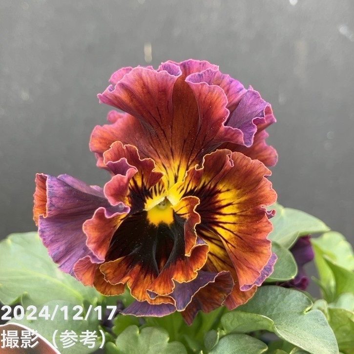 パンジー ドラキュラ（赤系）3.5号×3株セット｜草花04-PA | 草花,[季節