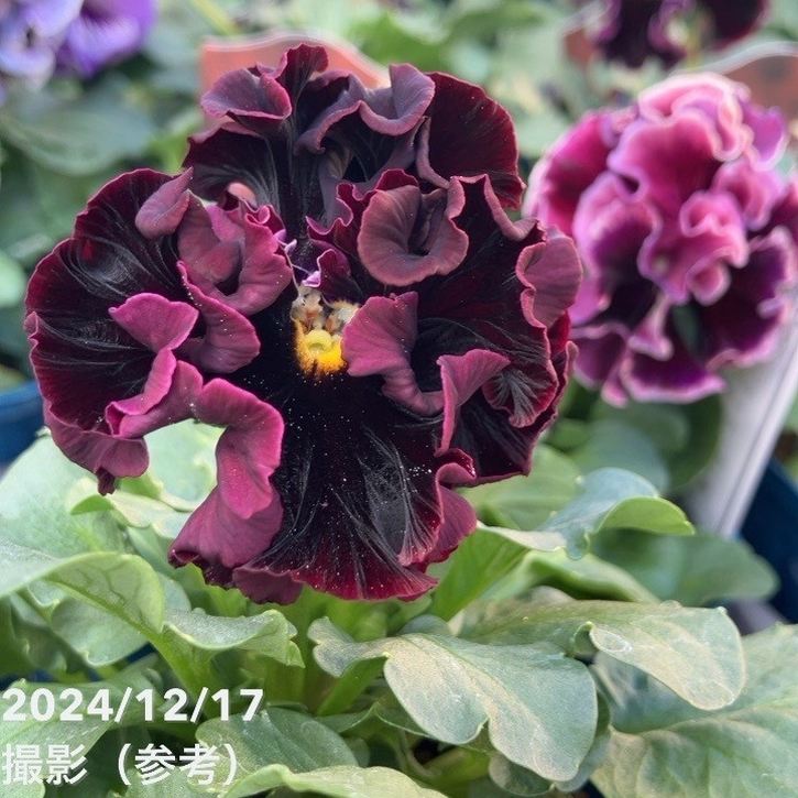 パンジー ドラキュラ（赤系）3.5号×3株セット｜草花04-PA | 草花,[季節