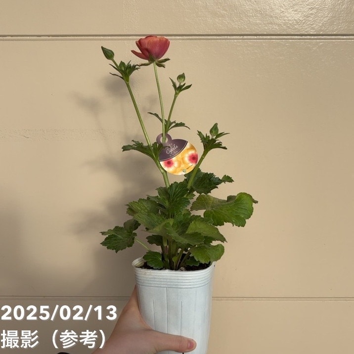 ラナンキュラスラックス　正規品ラベル付き　6種 園芸ネット本店｜ラナンキュラス：ラックス グレーシス6号鉢 の通販