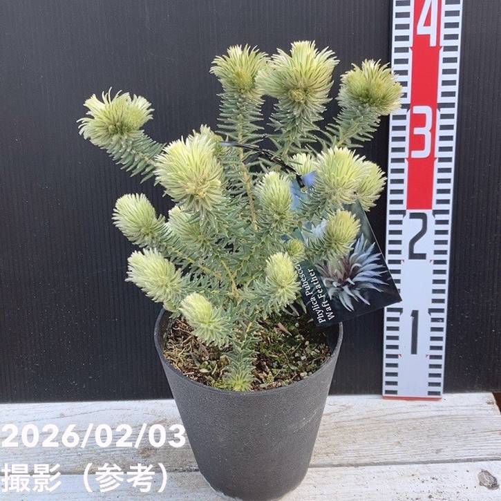 フィリカ プベッセンス ワフトフェザー 5号｜花木04-PA | 花木・庭木