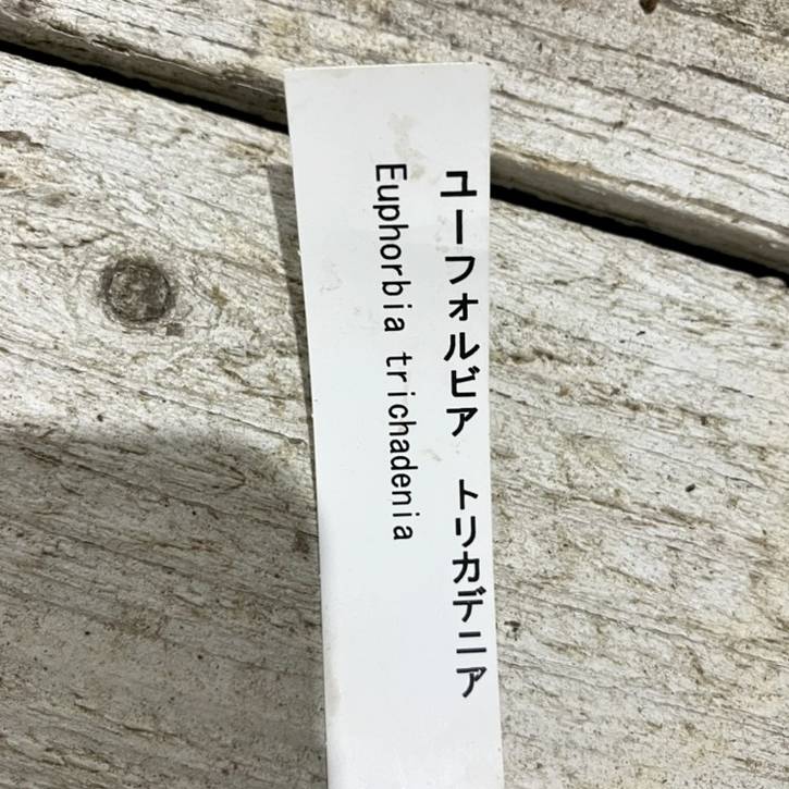 現品お届け】ユーフォルビア トリカデニア Euphorbia trichadenia 5号