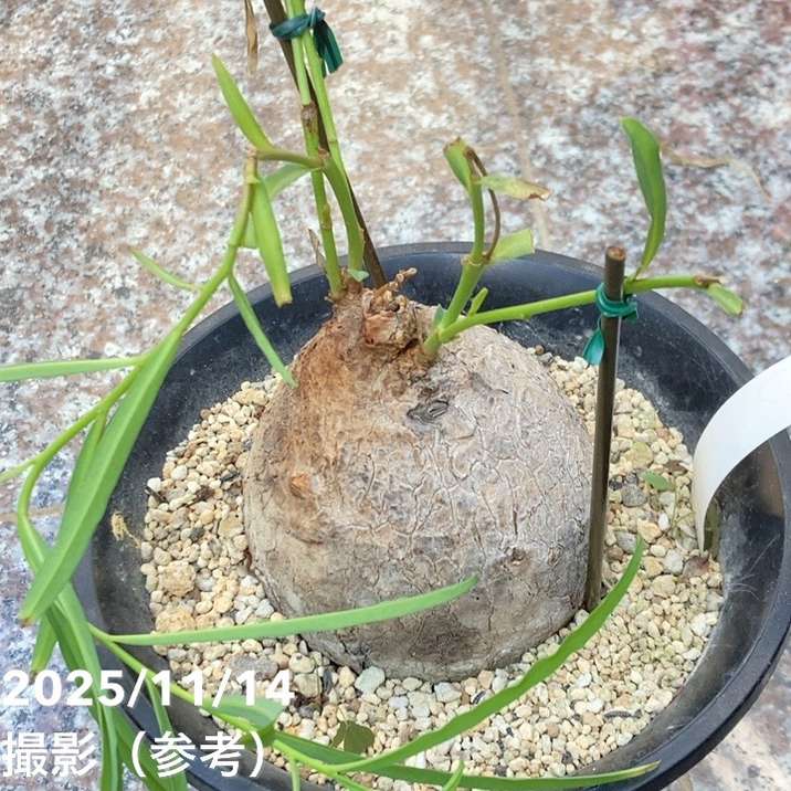 現品お届け】ユーフォルビア トリカデニア Euphorbia trichadenia 5号