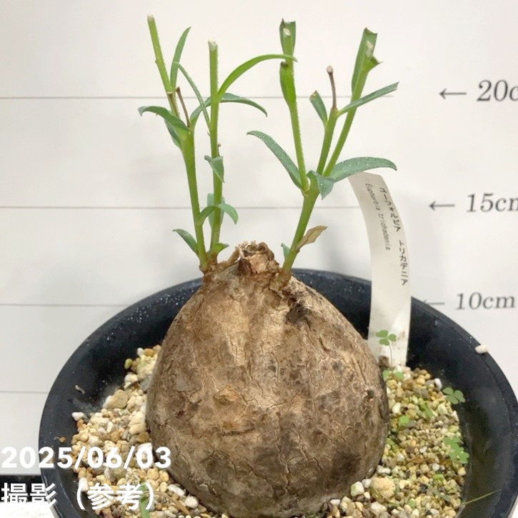 ユーフォルピア※トリカデニア Amazon｜【現品限り】ユーフォルビア・トリカデニア 3年以上管理