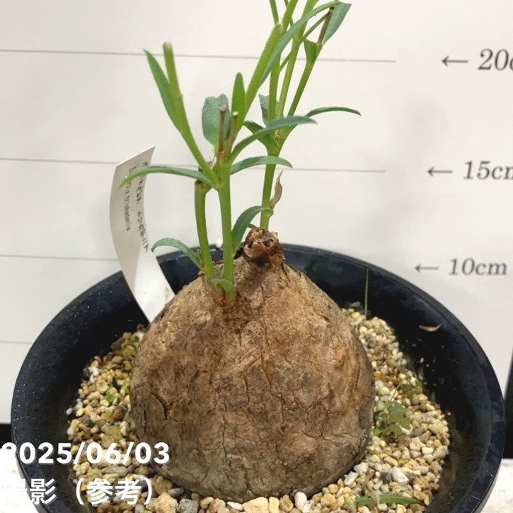 現品お届け】ユーフォルビア トリカデニア Euphorbia