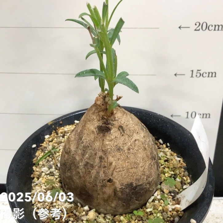 ユーフォルピア※トリカデニア 現品お届け】ユーフォルビア トリカデニア Euphorbia