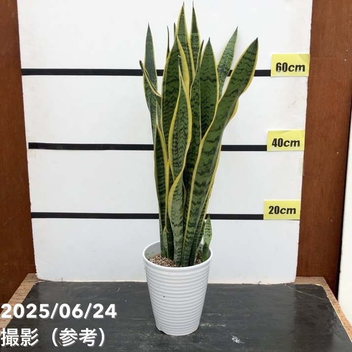 期間限定10％OFF！】【お買い得価格！限定2鉢】サンスベリア 6号