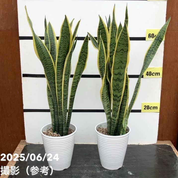 期間限定10％OFF！】【お買い得価格！限定2鉢】サンスベリア 6号