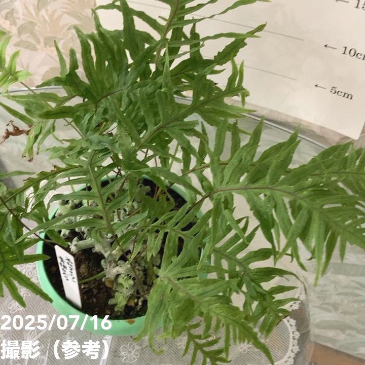 【数量限定】石化タイワン青根カズラ 5号|観葉04-PA